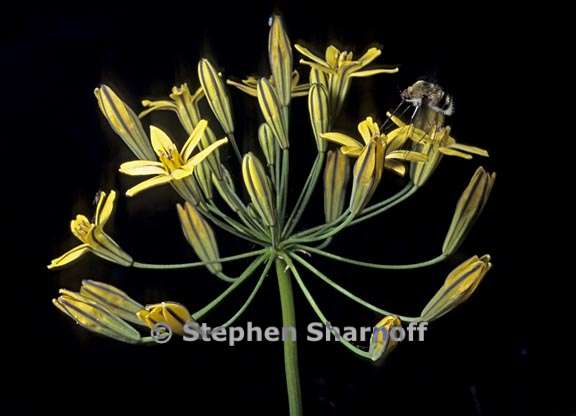 triteleia ixioides ssp anilina 4 graphic